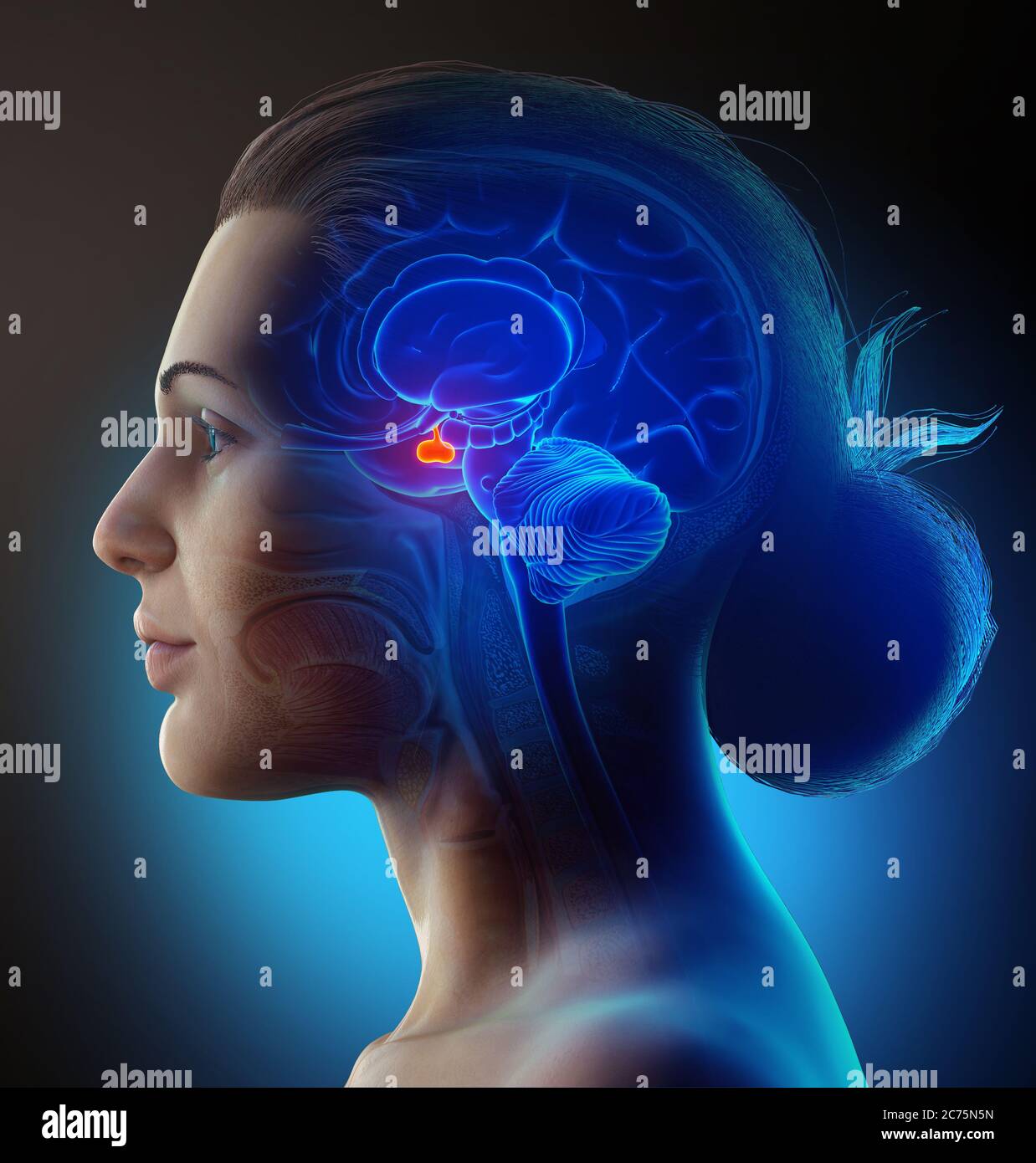 3d Rendering medizinische Illustration einer weiblichen Hirnanatomie HYPOPHYSE - Querschnitt Stockfoto