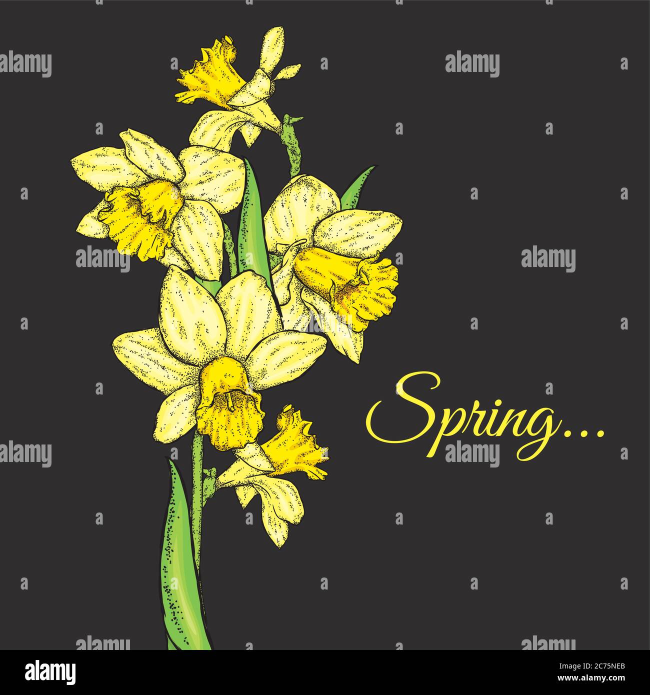 Schöne Narzissen. Vektorgrafik. Blumenstrauß im Frühling. Stock Vektor