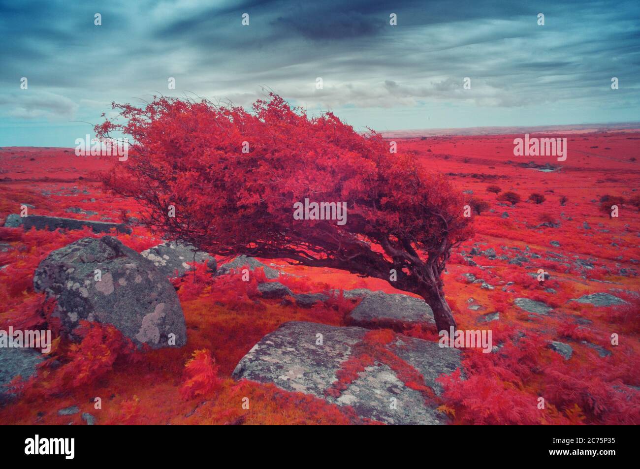 Windblown Tree, Bodmin Moor, Cornwall Großbritannien Stockfoto