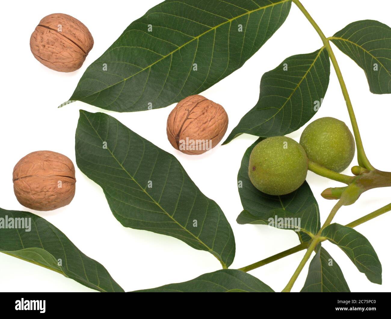 Unreif Grüne Früchte der Gemeinen Walnuss auf einem Ast und geschält Stockfoto