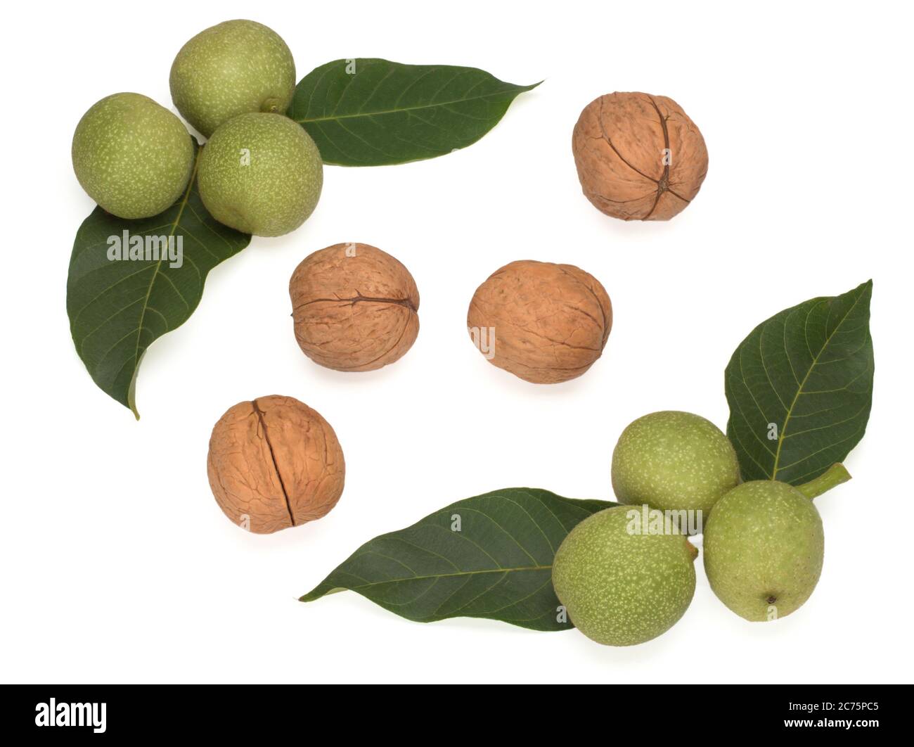 Unreif Grüne Früchte der Gemeinen Walnuss auf einem Ast und geschält Stockfoto