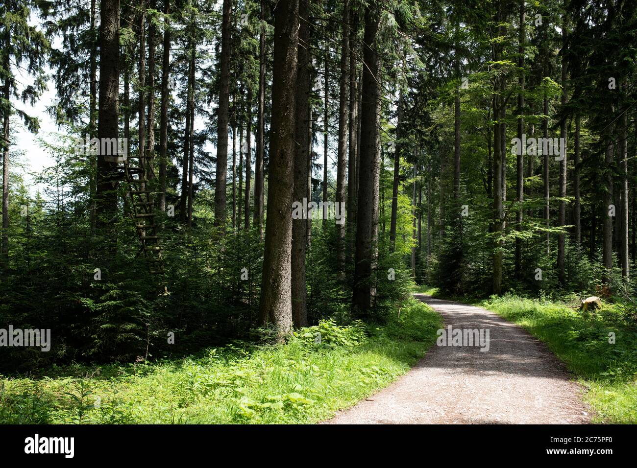 Bäume in einem Wald Stockfoto