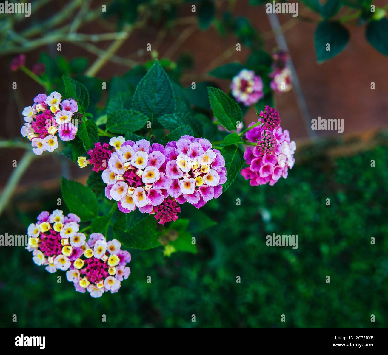 Lila Blüten wachsen in den Bergen von Boquete, Panama, Mittelamerika Stockfoto