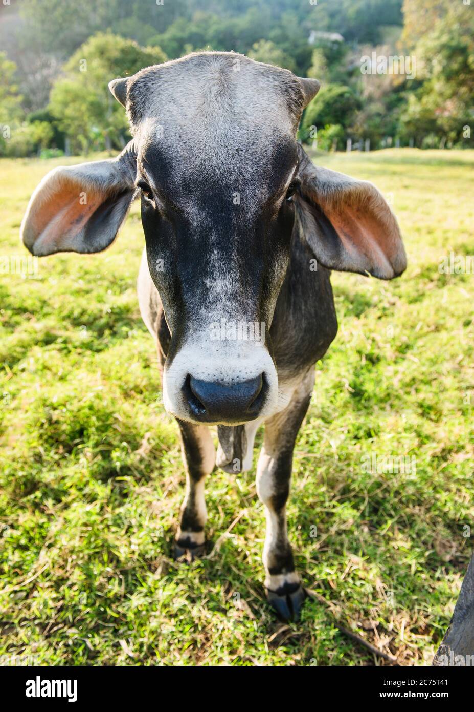 Nahaufnahme eines Kuhportraits auf einem Feld, Boquete, Panama, Mittelamerika Stockfoto