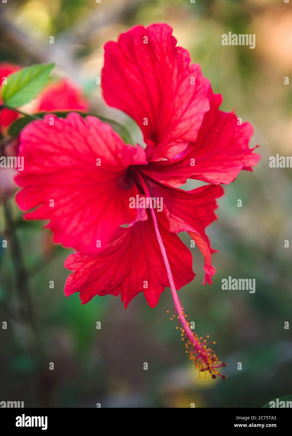 Rote Hibiskusblüte, Panama, Mittelamerika Stockfoto
