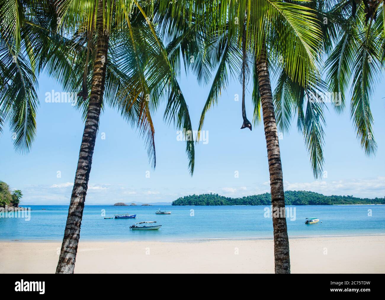 Palmen auf Coiba Island, Panama Stockfoto