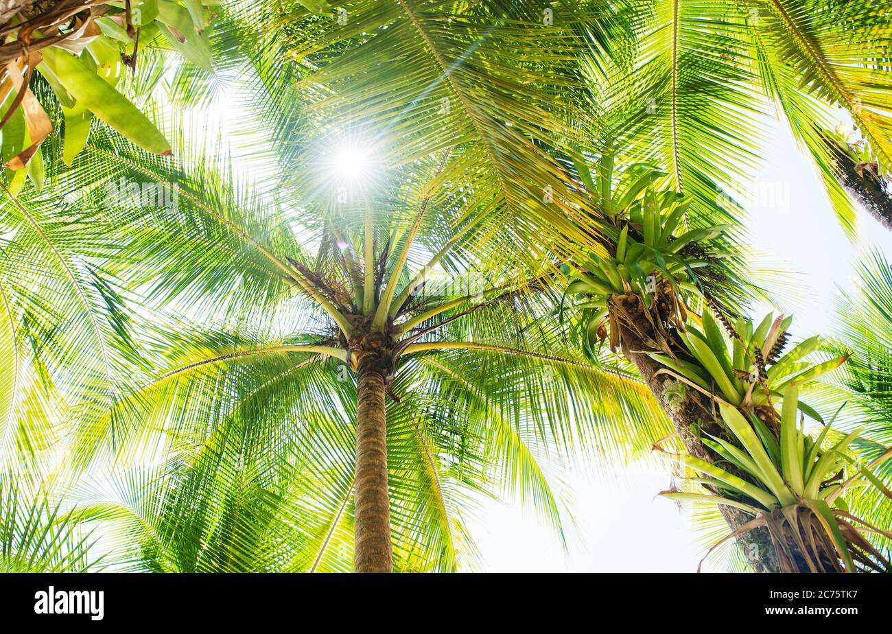 Palmenblätter von Coiba Island, santa catalina, Panama, Mittelamerika Stockfoto