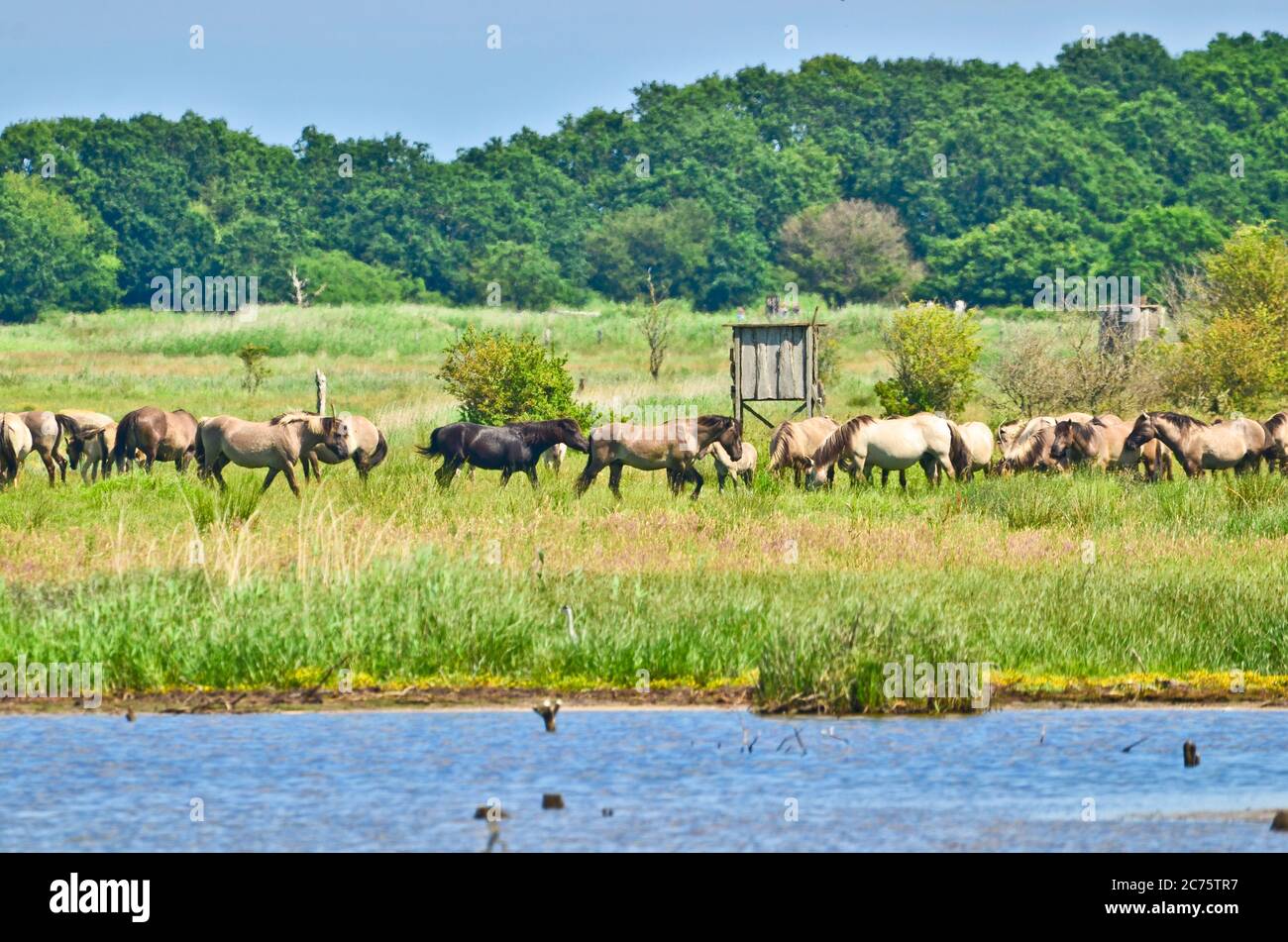 Schöne Gegend des integralen Naturreservats in Deutschland, an der Ostküste in Gelting, mit Wildpferden und Rindern Stockfoto