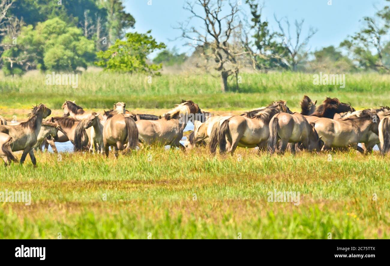 Schöne Gegend des integralen Naturreservats in Deutschland, an der Ostküste in Gelting, mit Wildpferden und Rindern Stockfoto