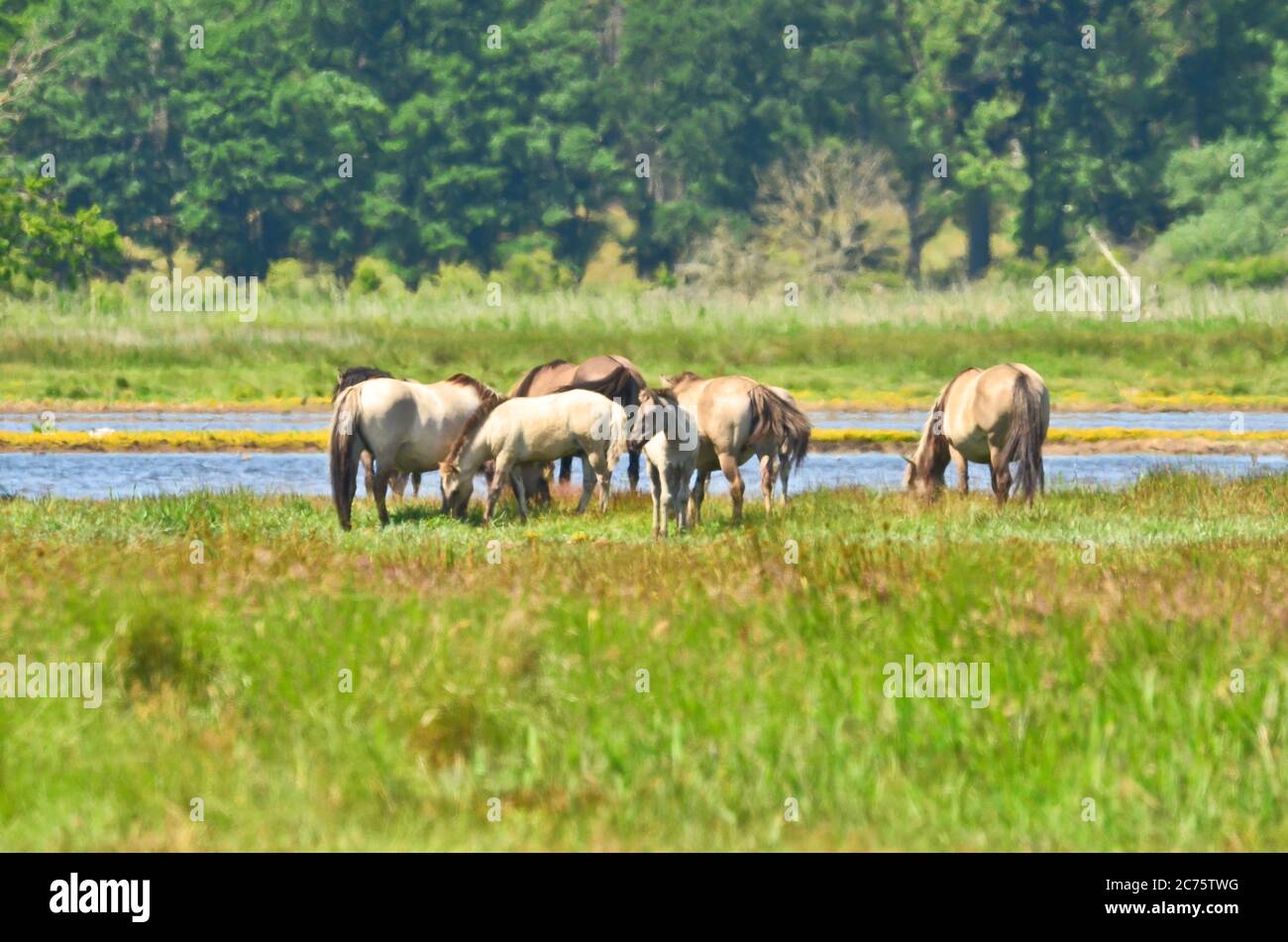 Schöne Gegend des integralen Naturreservats in Deutschland, an der Ostküste in Gelting, mit Wildpferden und Rindern Stockfoto