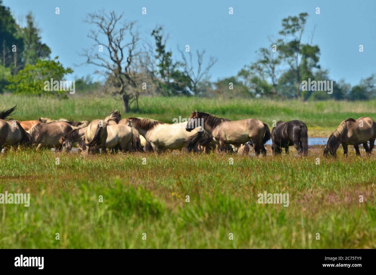 Schöne Gegend des integralen Naturreservats in Deutschland, an der Ostküste in Gelting, mit Wildpferden und Rindern Stockfoto