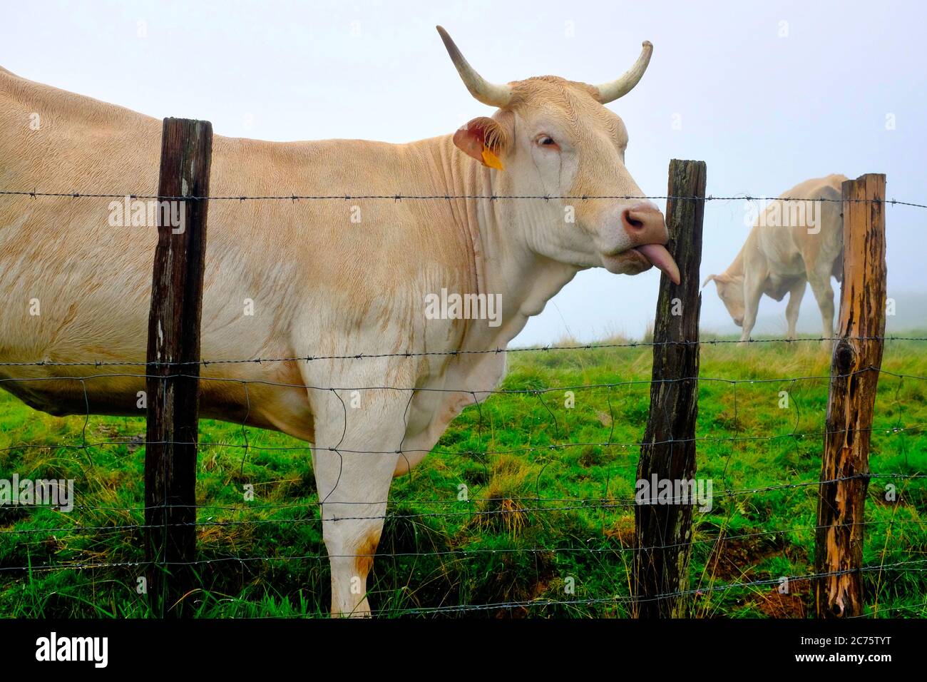 Gascon Kuh (Bos Taurus) auf den Weiden des Departements Pyrénées-Atlantiques, Frankreich Stockfoto