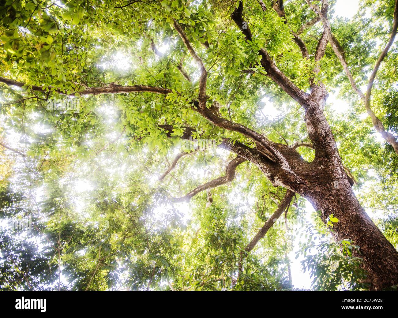 Sonnenlicht scheint durch die Bäume im Metropolitan Natural Park, Panama City, Panama, Mittelamerika Stockfoto