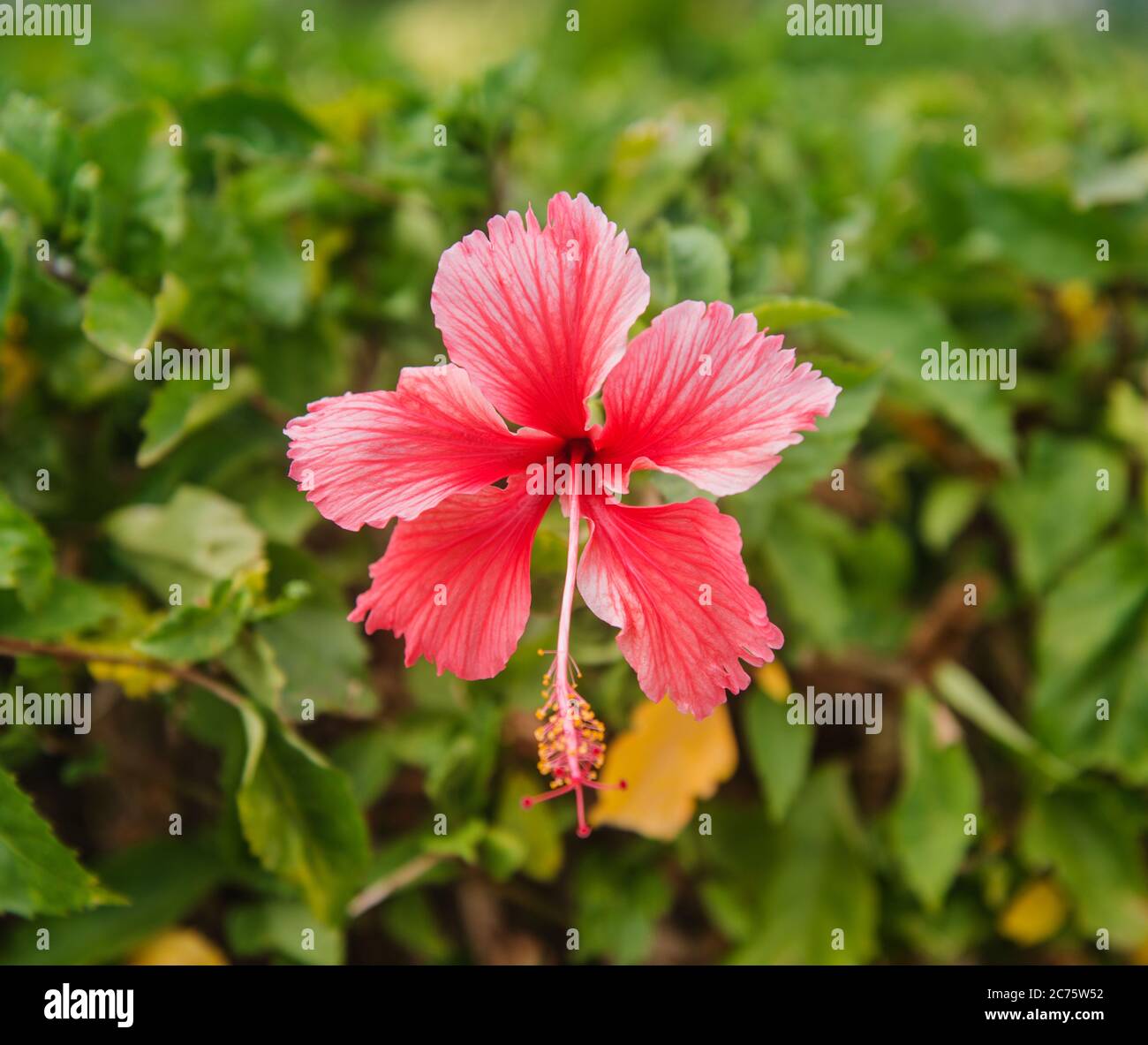 Rosa Hibiskusblüte, Panama, Mittelamerika Stockfoto