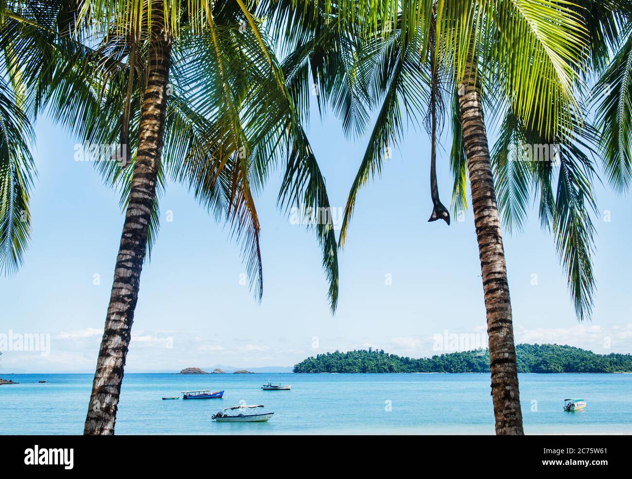 Palmen auf Coiba Island, Panama Stockfoto