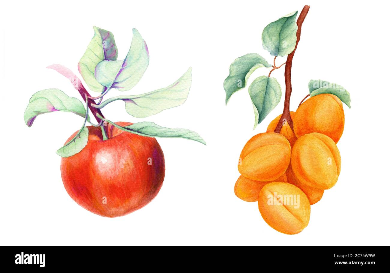Set von Früchten vintage Aquarell botanische Illustration Stockfoto