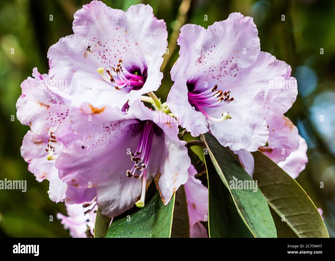 Violet Rhododendrun Stockfoto