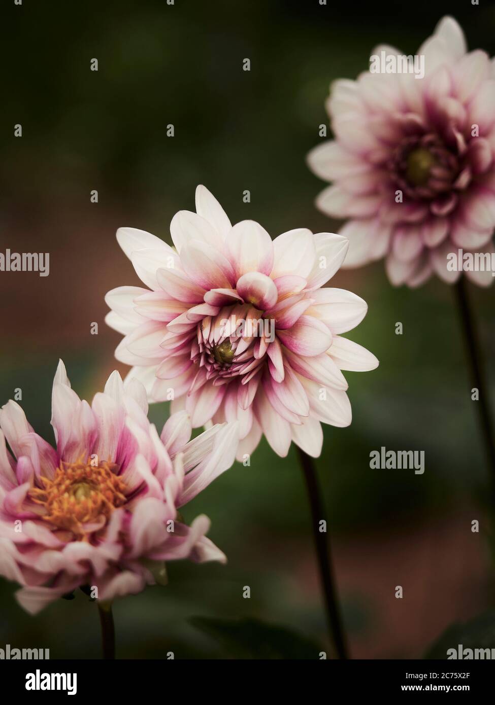 Dahlia pinnata oder Garten Dahila in rosa bis lila Farbe sind Mitglieder der Asteraceae Familie der blühenden Pflanzen in Hausgärten gefunden. Stockfoto