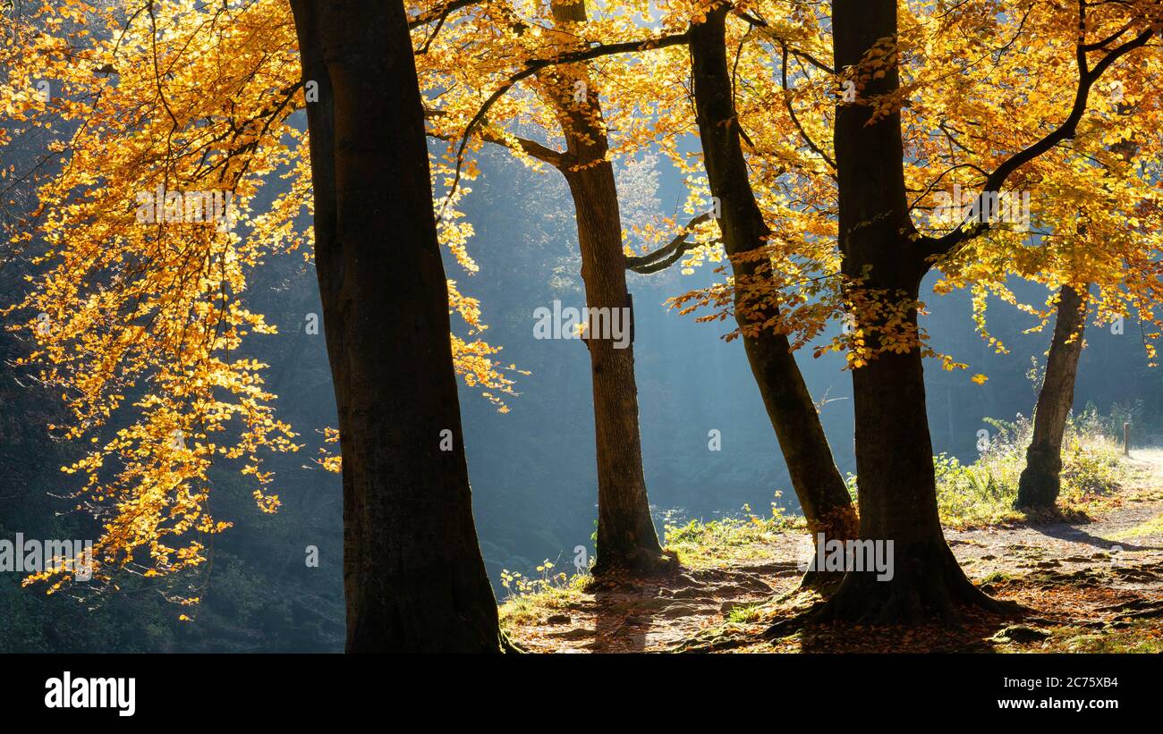 Schönen Herbst Töne in Strid Holz in der Nähe von Bolton Abbey, Herzog von Devonshire Immobilien, Wharfedale, wie dem Blätterdach von morgen Licht beleuchtet wird. Stockfoto