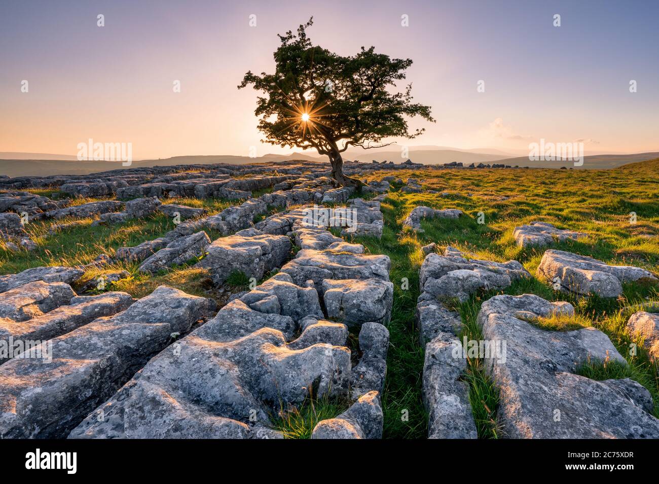 Niedrige Abendlicht fängt den Kalkstein Fahrbahn in Winskill Steine Natur finden, wie ein einsamer Baum einen sunstar durch seine verwitterten Zweigen entsteht. Stockfoto