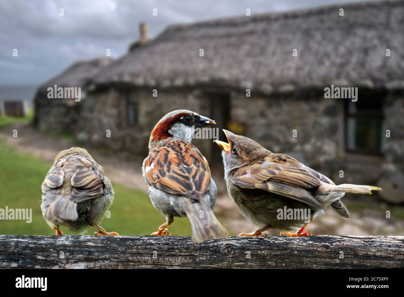 Sperling / Haussperling (Passer domesticus) Männchen, das Jungtiere am Gartenzaun füttert, Juli. Digital Composite Stockfoto