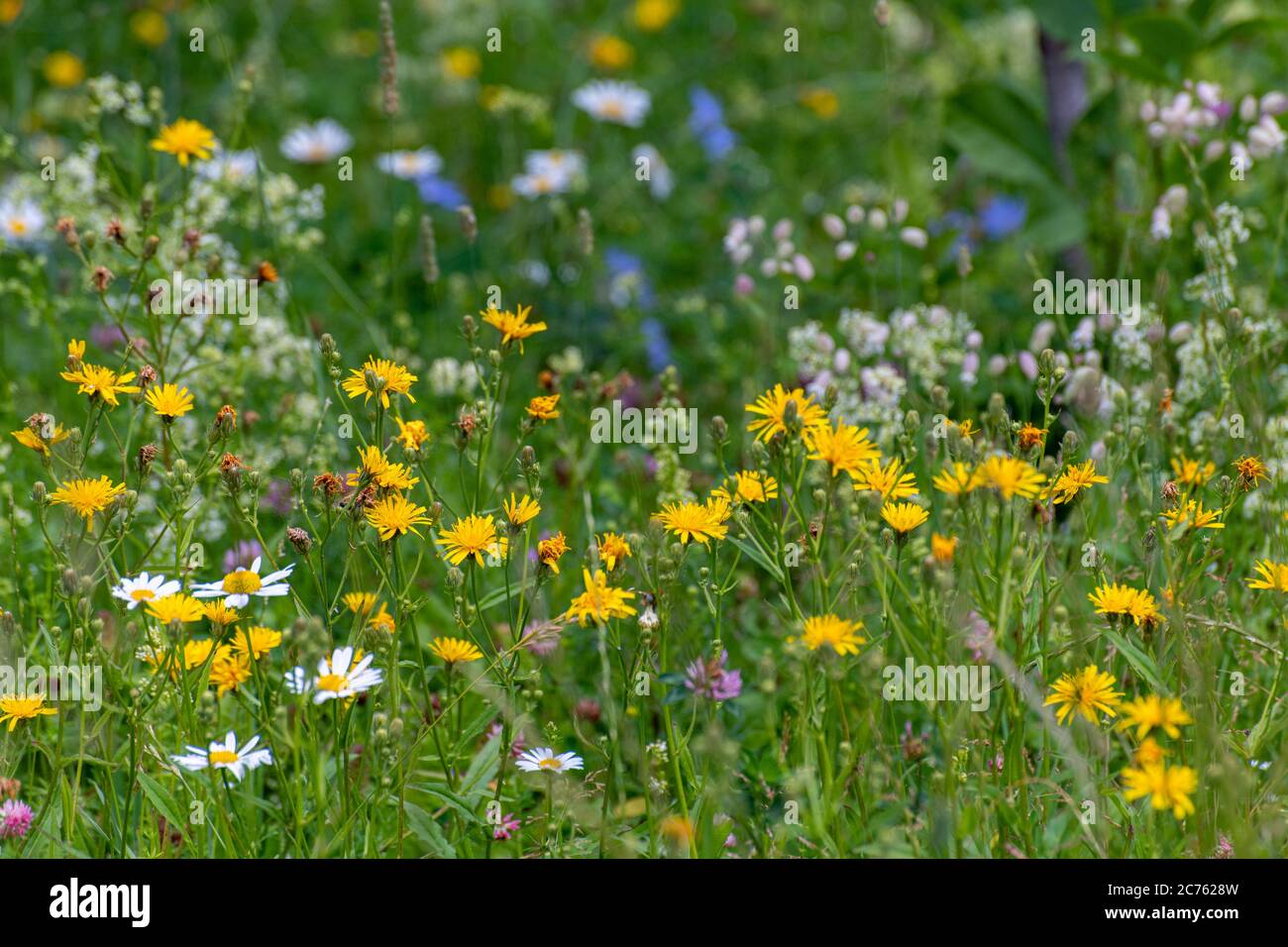 Schöne russische Wiese mit Felddistel, Gänseblümchen und Klee Stockfoto