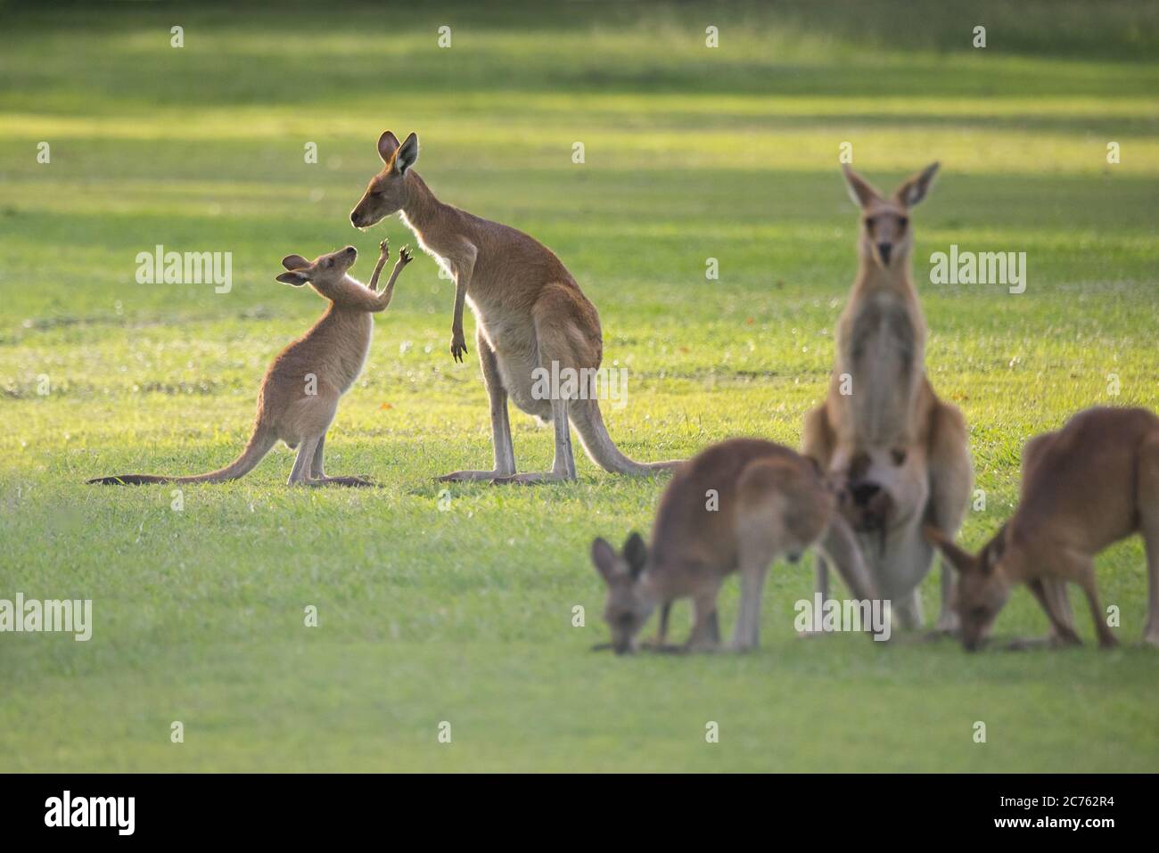 Eine Mutter und joey Eastern Grey Känguru genießen eine gute Zeit beim Abendessen auf einem Golfplatz in Mareeba, Queensland, Australien. Stockfoto