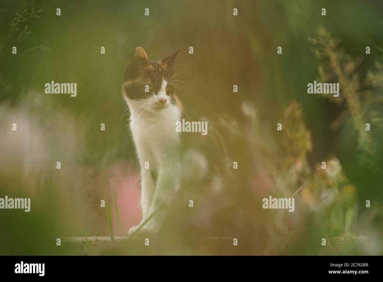 Tricolor Katze sitzt im Sommergarten. Stockfoto