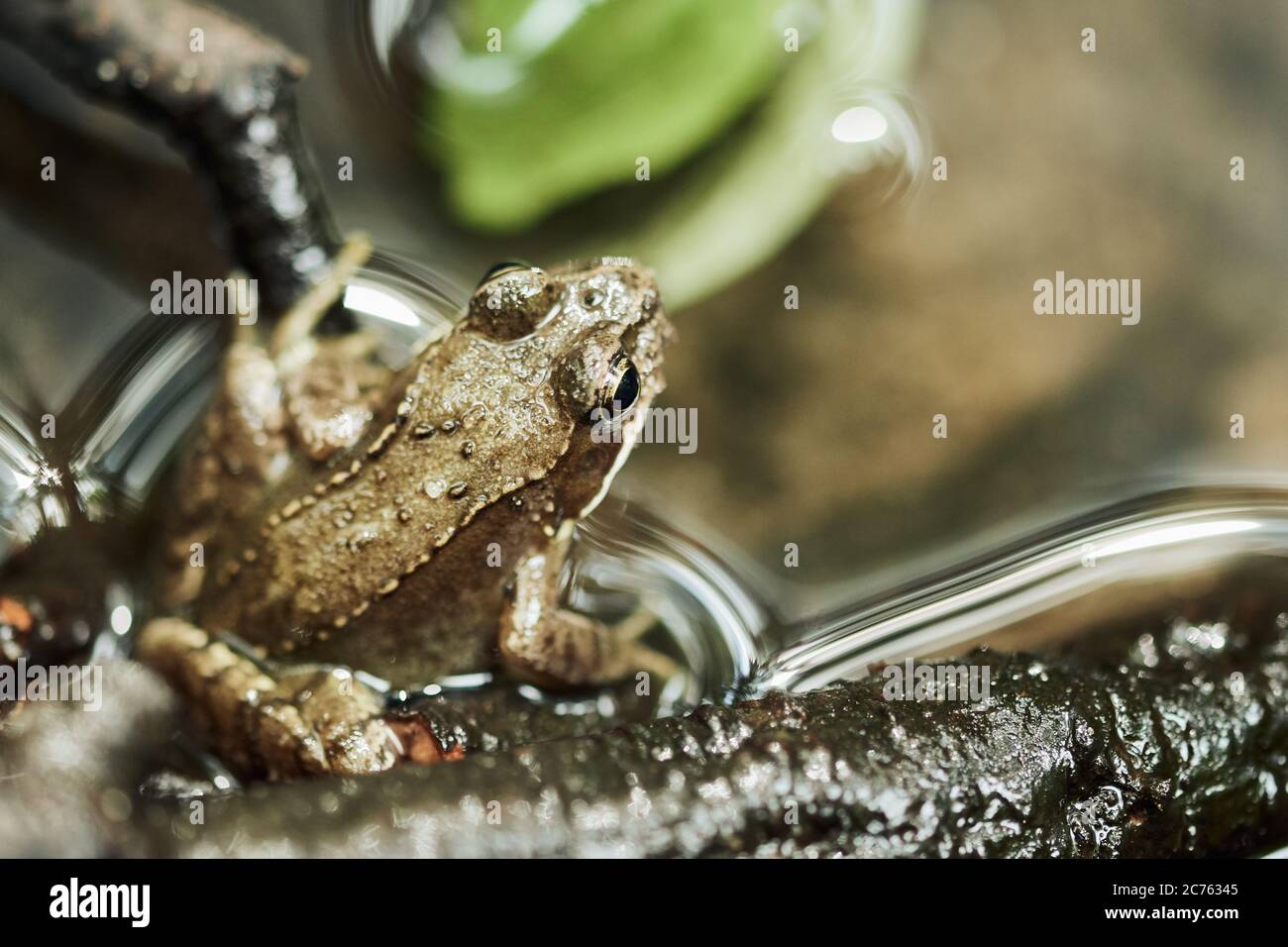 Gewöhnlicher europäischer Frosch (Rana temporaria) am Ufer eines Teiches an den Meißendorfer Seen und am Bannetze Moor, Deutschland Stockfoto