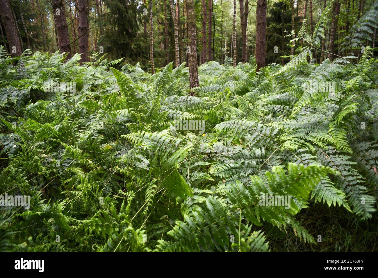 Blühende Farnblätter im Wald. Stockfoto