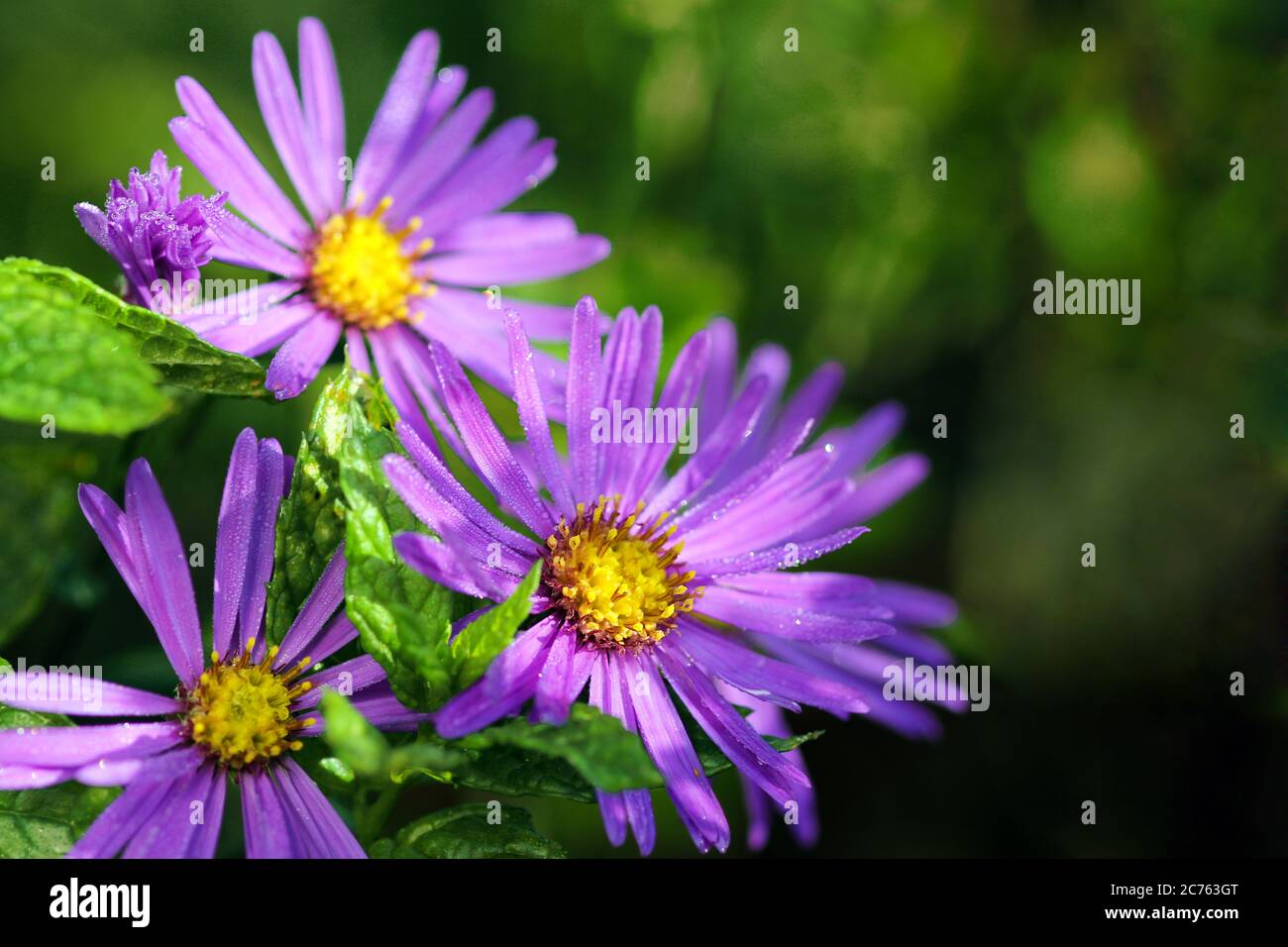 Aster am Morgen mit Tau Tropfen Stockfoto