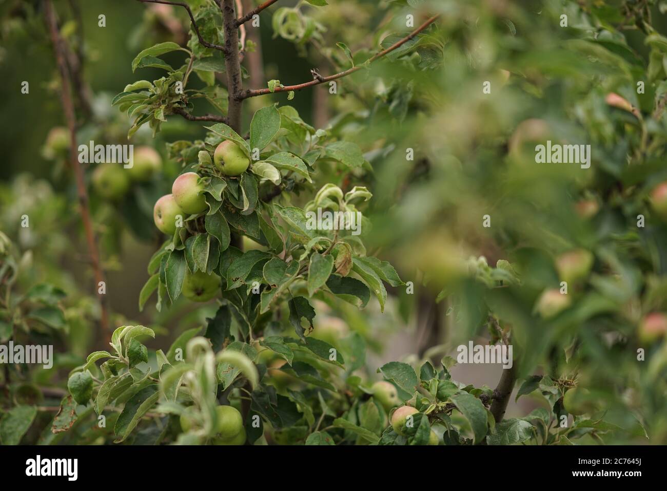 apfelbaum mit reifen Früchten und grünen Blättern. Stockfoto