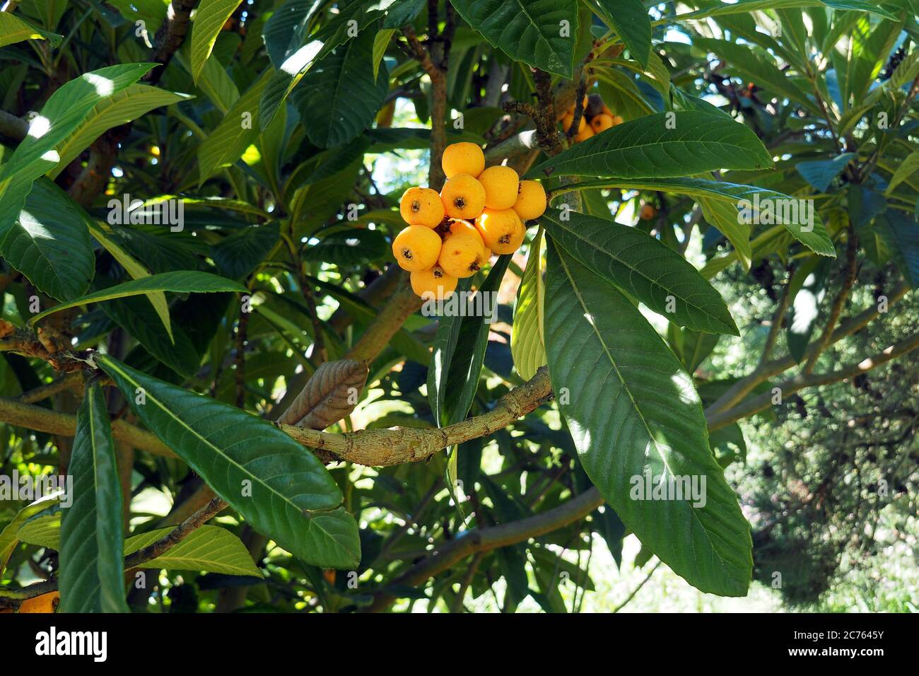 Japanisches Medlar, Loquat, Japanische Wollmispel, Loquat, néflier du Japon, Eriobotrya japonica, japánnaspolya Stockfoto