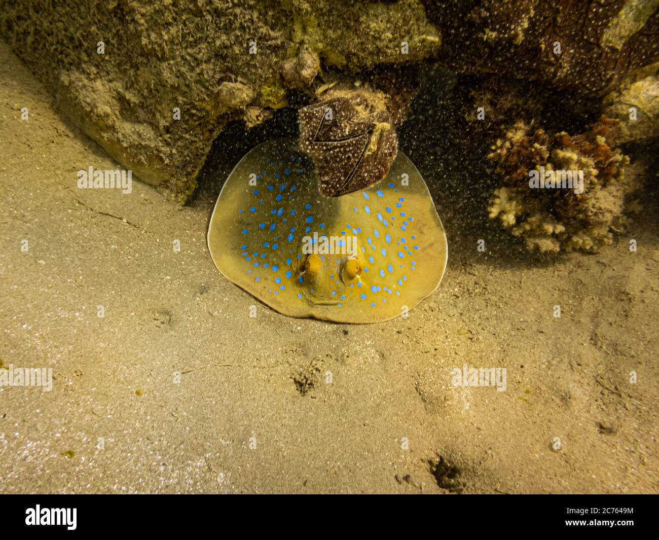 Blauspottrippenschwanzrochen, Taeniura lympma, an einem wunderschönen Korallenriff des Roten Meeres. Der bluespottierte Ribbontail ray ist eine Art von Stachelrochen in der Familie Dasyatidae. Rotes Meer Riff bei Hurghada, Ägypten Stockfoto