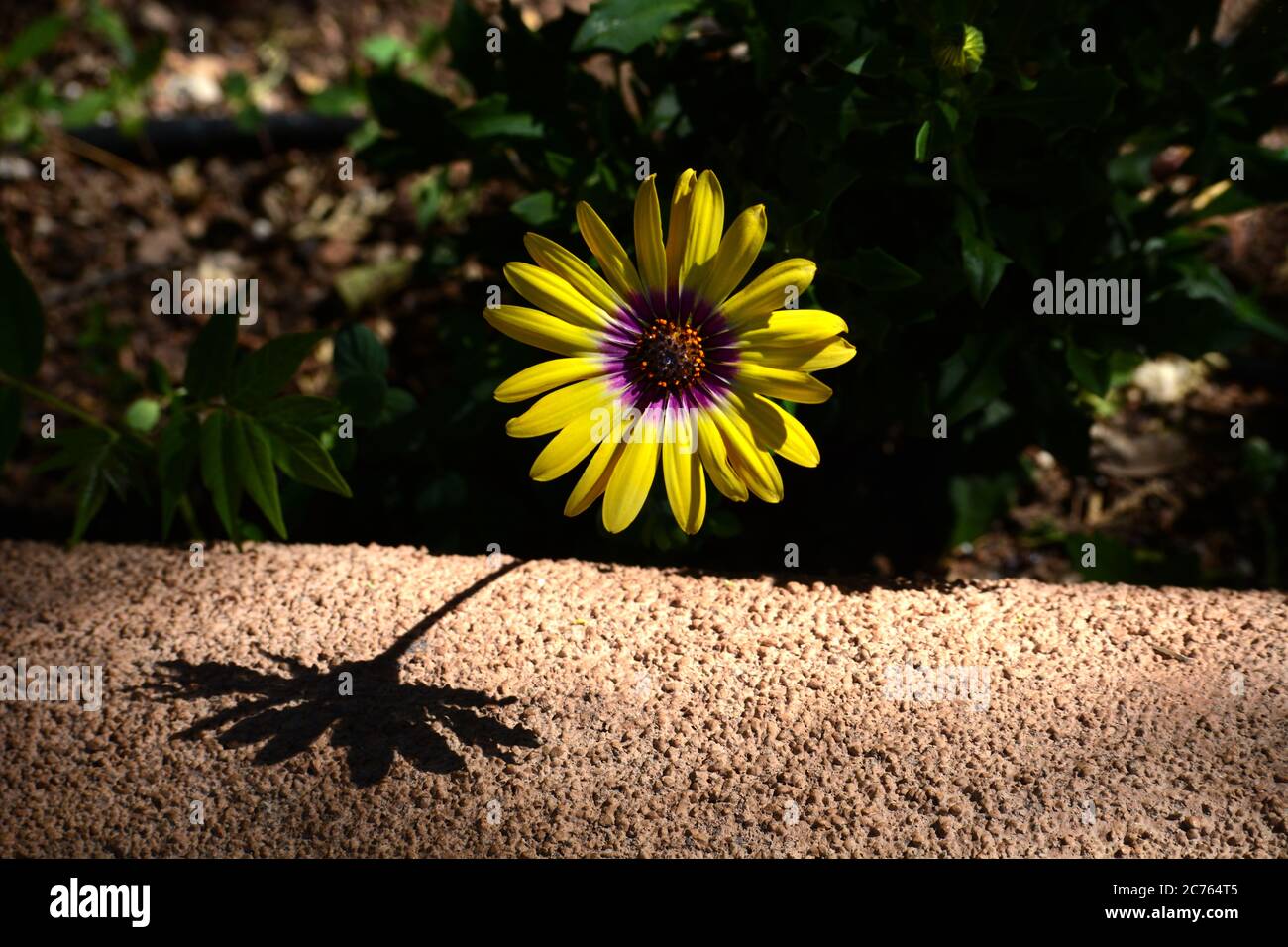 Eine gelbe Blume wirft einen Schatten auf eine lehmwand in Santa Fe, New Mexico USA. Stockfoto