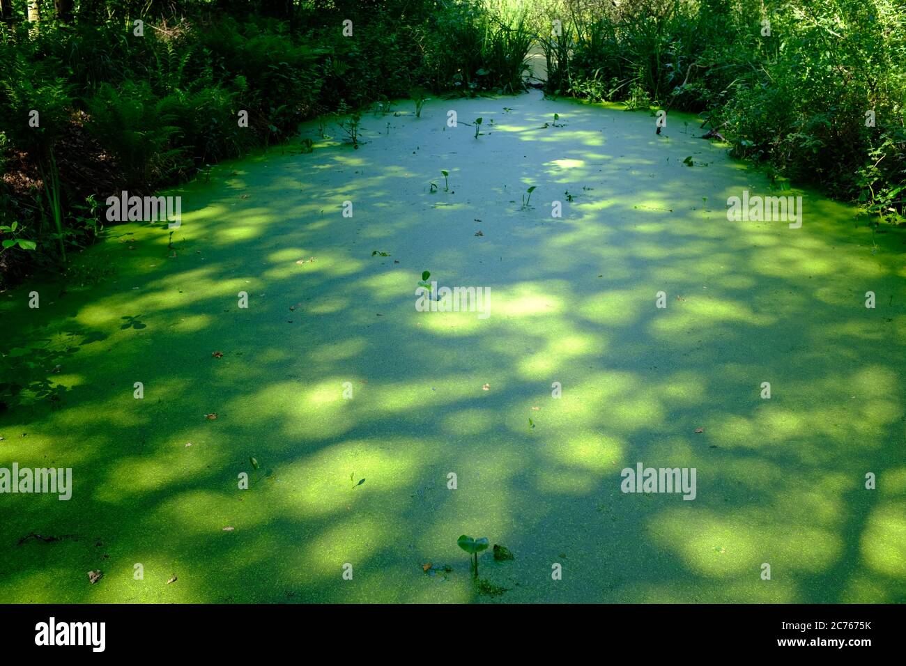 Typische holländische Landschaften auf einem langen Spaziergang genannt ' Pieterpad ' Stockfoto