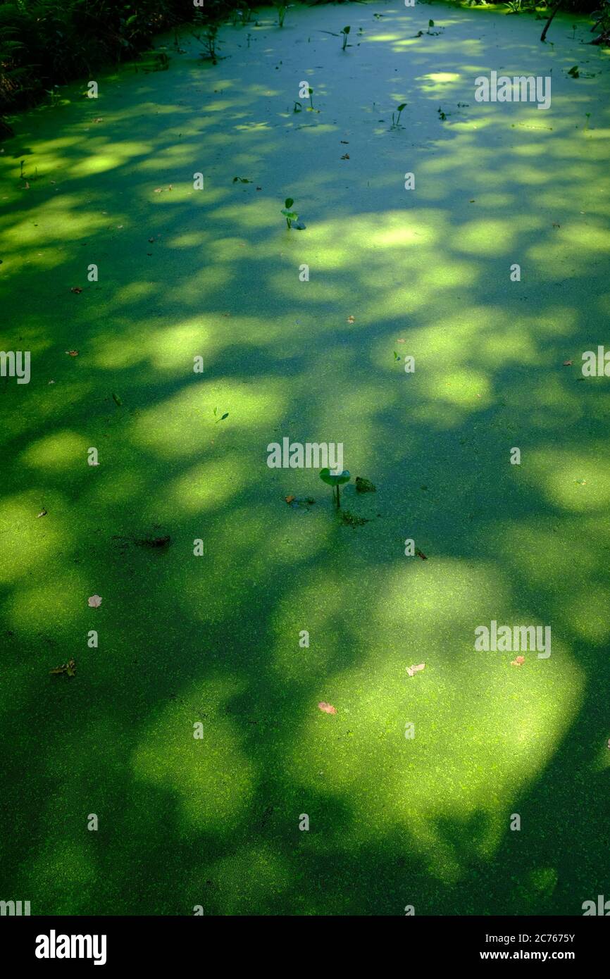 Typische holländische Landschaften auf einem langen Spaziergang genannt ' Pieterpad ' Stockfoto