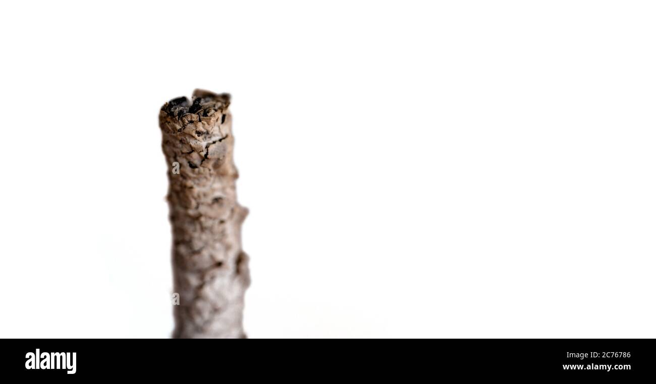 Brennende, schwelende Zigarette aus nächster Nähe isoliert. Brennende Zigarette isoliert auf weißem Hintergrund Stockfoto