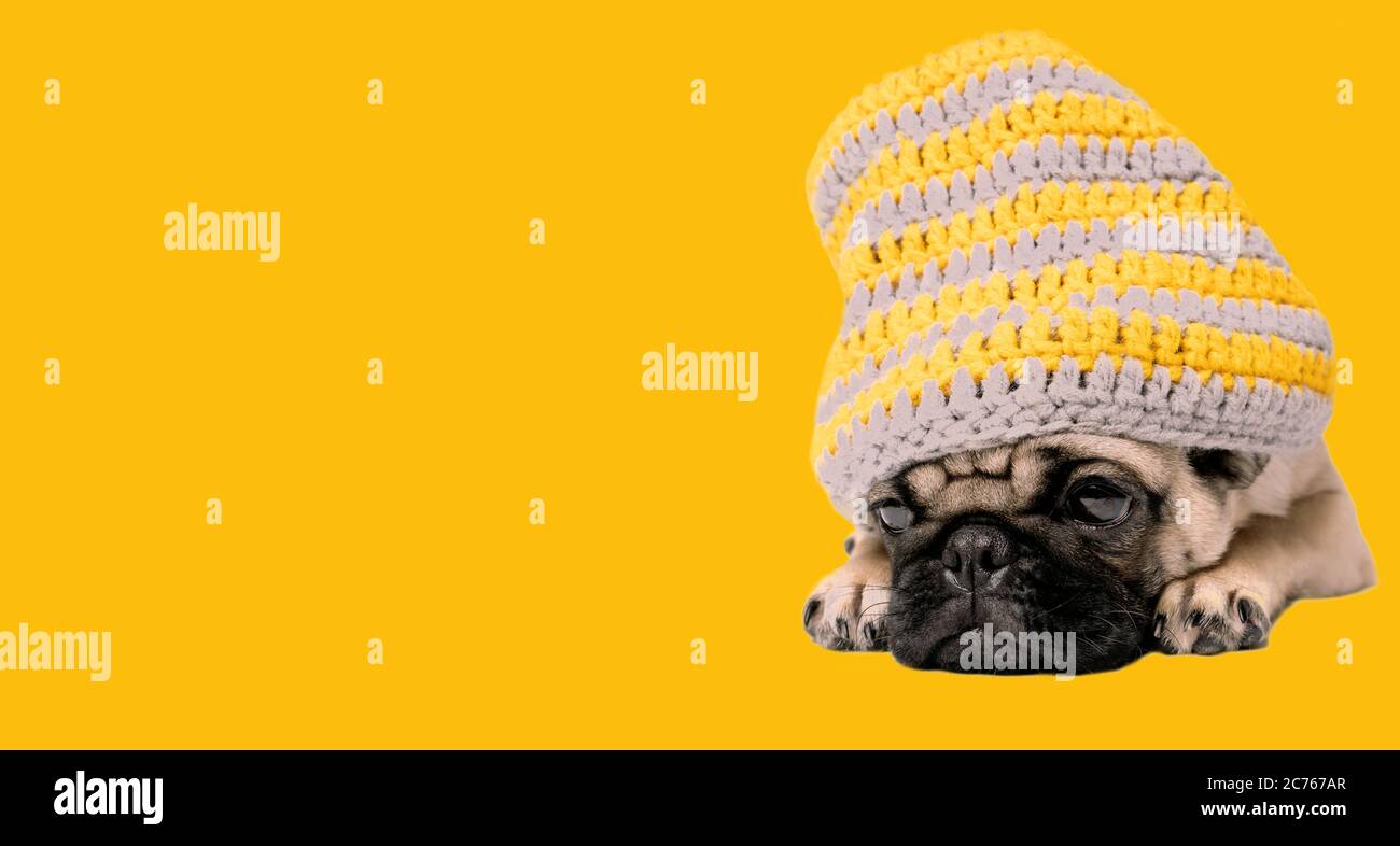Ein schöner Mops mit einem Hut auf dem Kopf sitzt auf einem orangen Hintergrund. Stockfoto