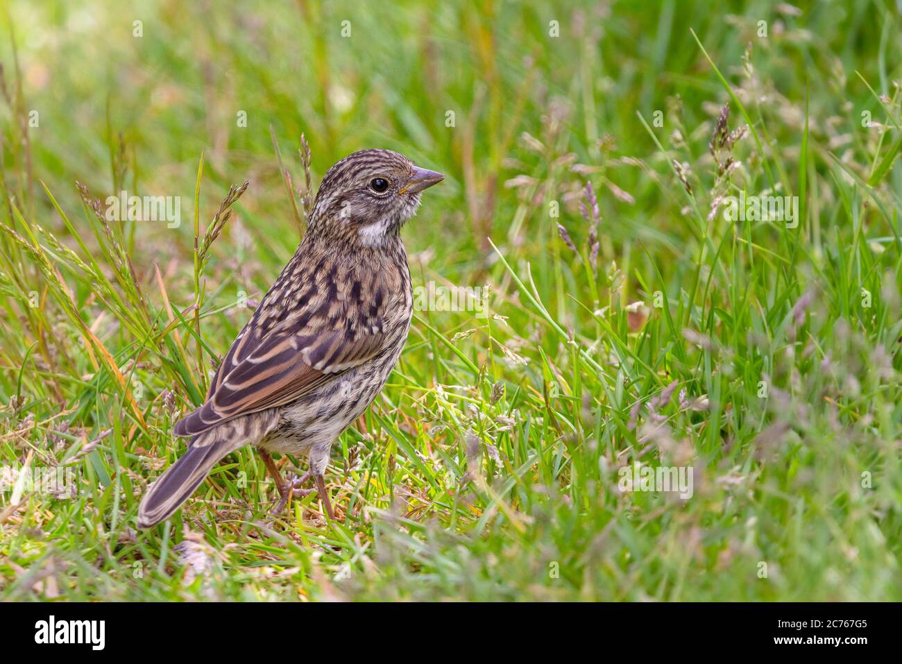 Junger Rübsenkralle Spatze auf dem Gras (Zonotrichia capensis australis) Stockfoto