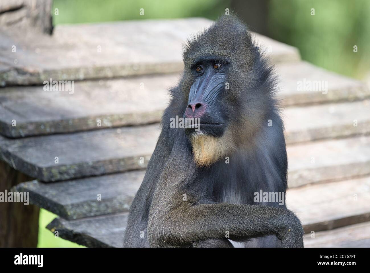 Mandrillus sphinx, Mandrill, Primat, Affe, Meerkatze, Mandrillus, Affe, Mandrillus leucophaeus, Säugetier, Pavian, Stockfoto