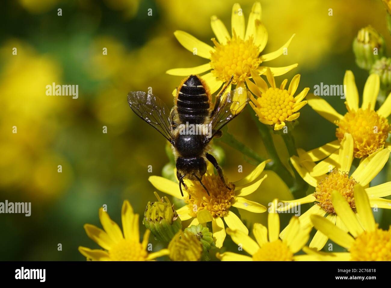 Blattkutter Biene (Megachile), Familie Maurerbienen (Megachilidae) auf Blüten von Ragwurz (Senecio jacobaea), Familie Asteraceae oder Compositae. Sommer Stockfoto