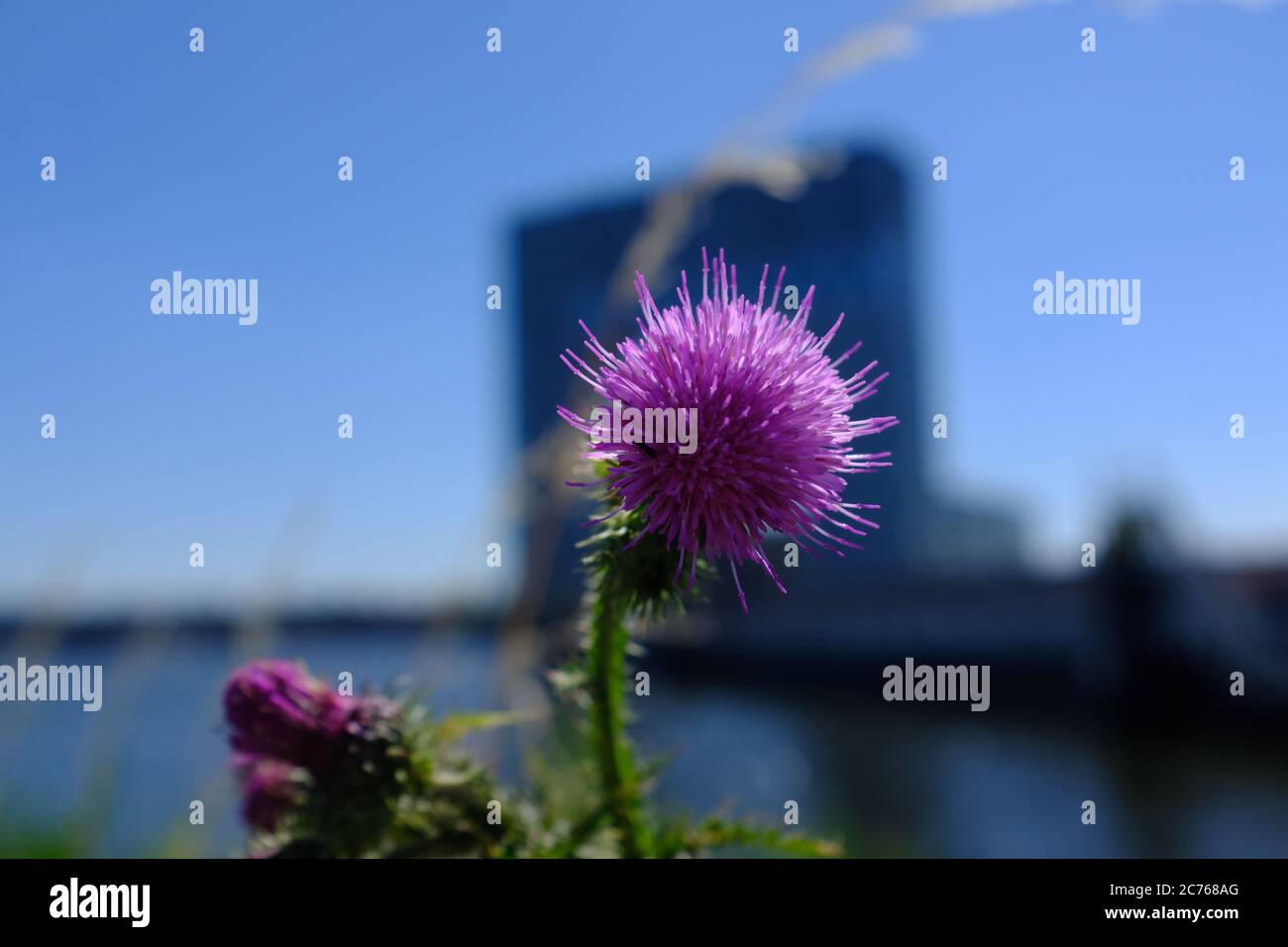 Eine lilafarbene Distel mit einem blauen Himmel im Hintergrund Stockfoto