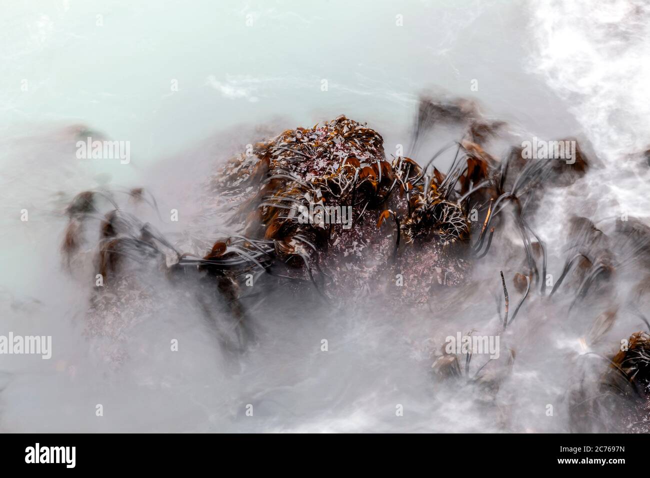 WA17485-00...WASHINGTON - Felsküste mit einem Kelpwald nördlich Hole-in-the-Wall südlich des chilenischen Denkmals im Olympic National Park. Stockfoto