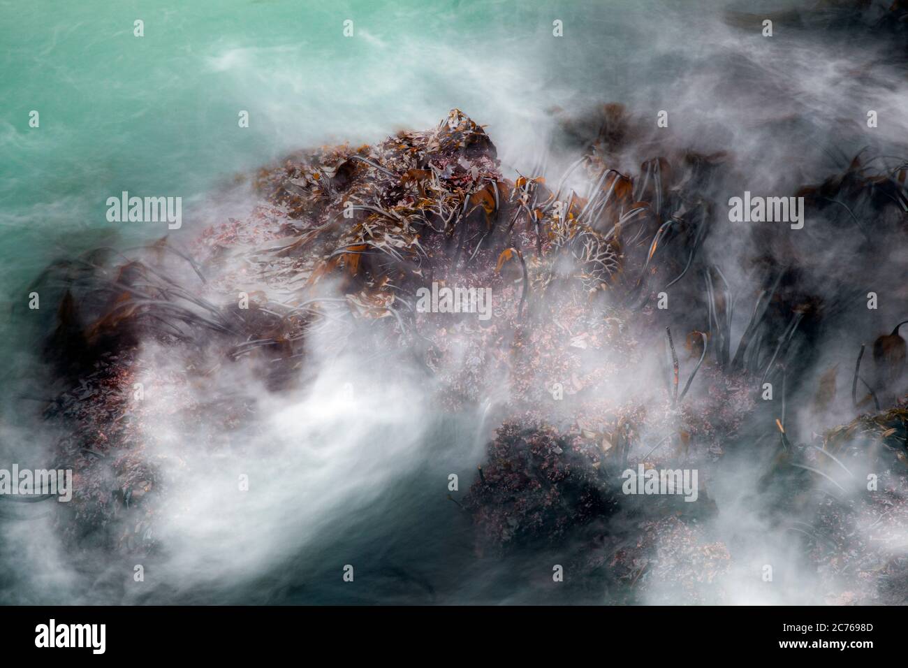 WA17486-00...WASHINGTON - Kelp bei ankommender Flut entlang der Küste des Olympic National Park. Stockfoto