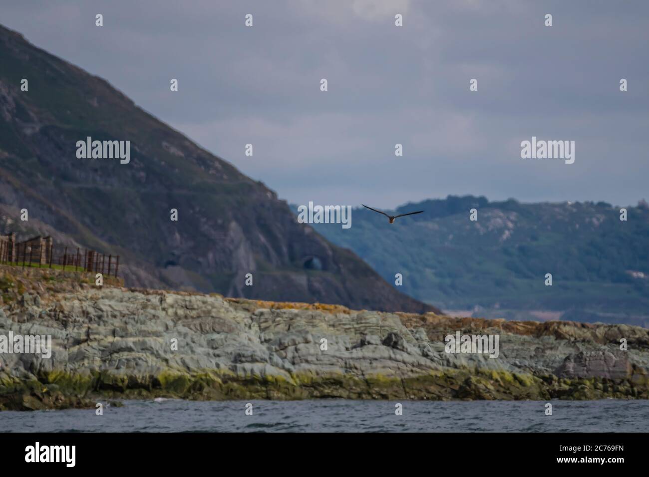 Flug von Bray Head und Dalkey Island. Brown booby, ungewöhnliche Besucher in Irland wurde am Strand von Greystones, Co.Wicklow gesichtet. 14.07.2020. Stockfoto