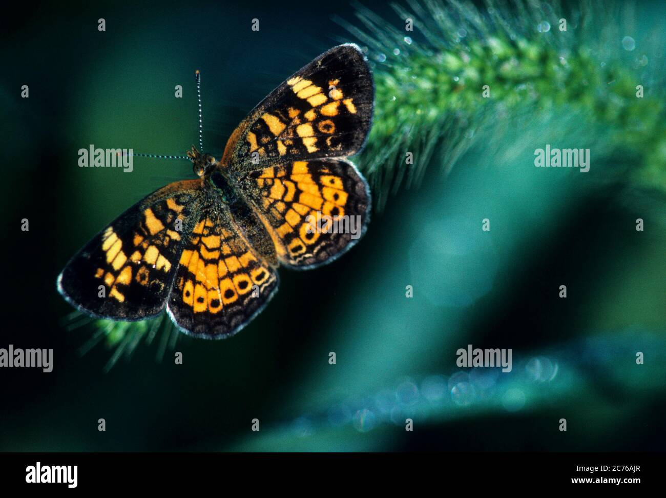 Perlsichel Schmetterling Nahaufnahme Stockfoto