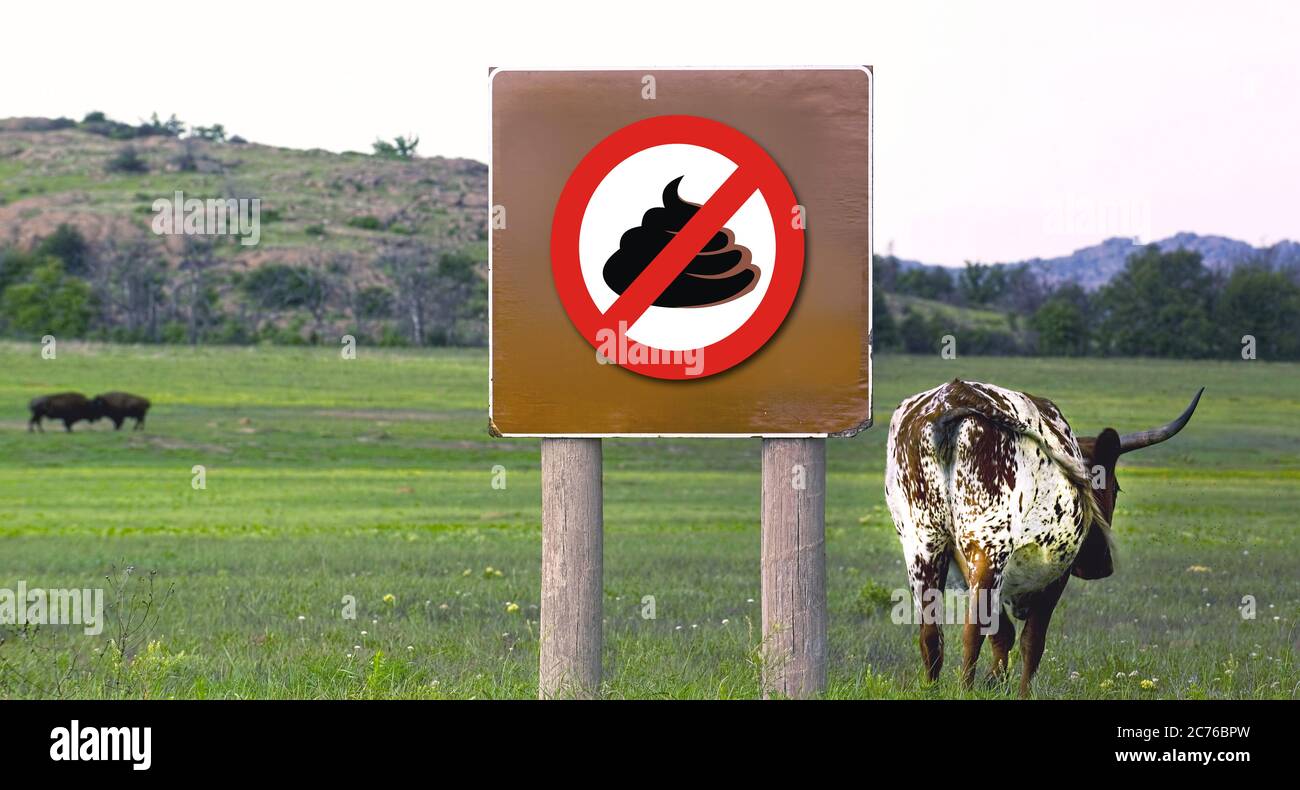 Oklahoma Longhorn Rinder Wandern auf grünem Gras. Stockfoto