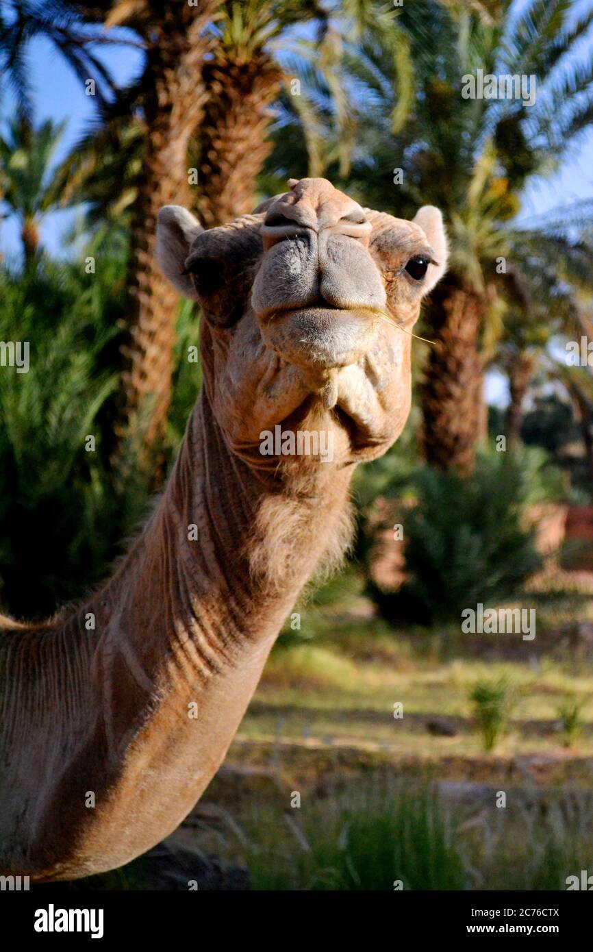 Niedliches Kamelgesicht Stockfoto