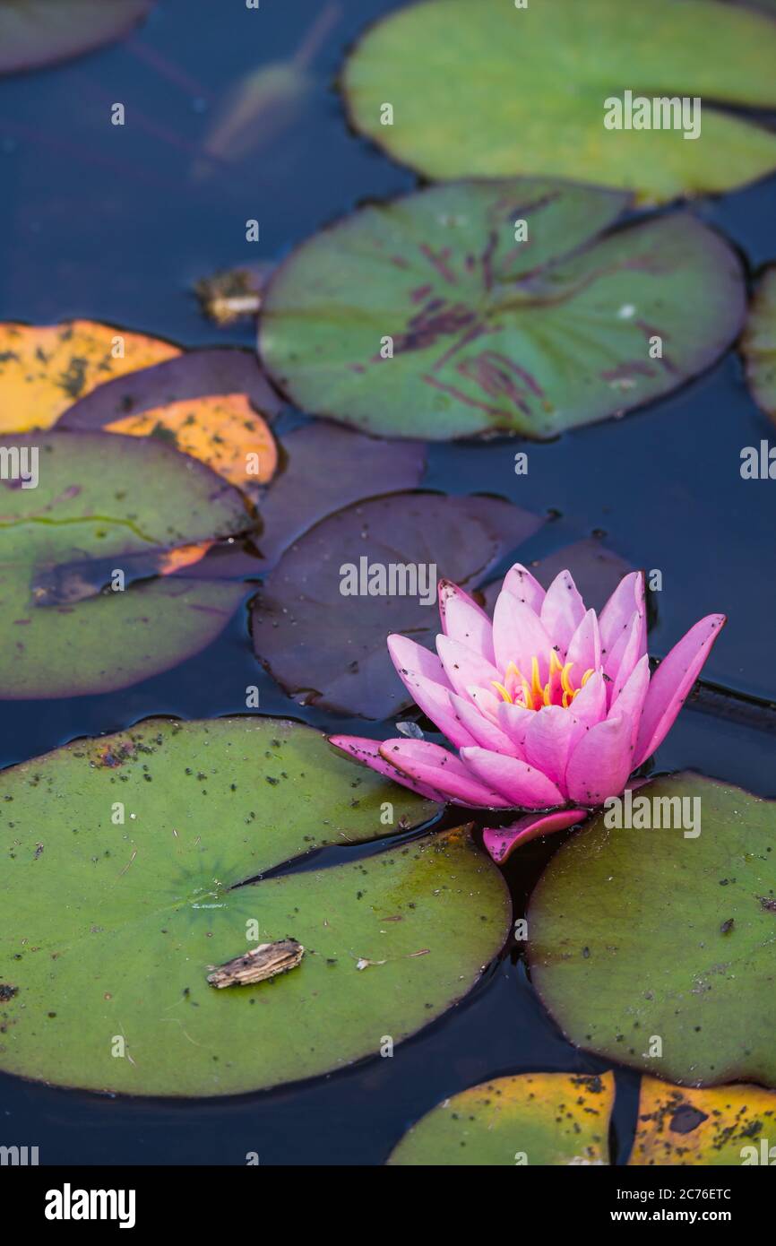Schöne rosa Seerose schwimmt im Wasser mit Seerosen Pads im Hintergrund. Stockfoto